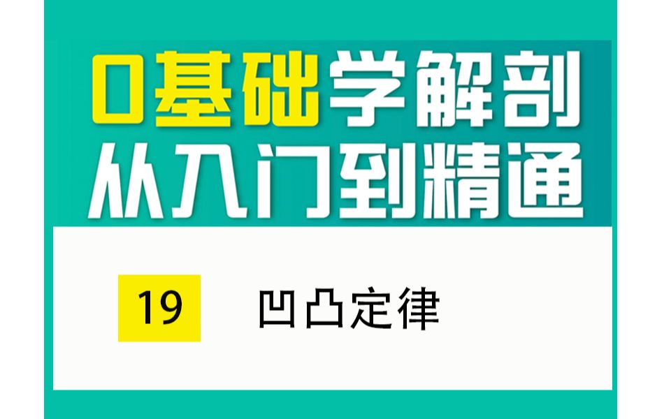 【0基础学解剖】凹凸定律哔哩哔哩bilibili