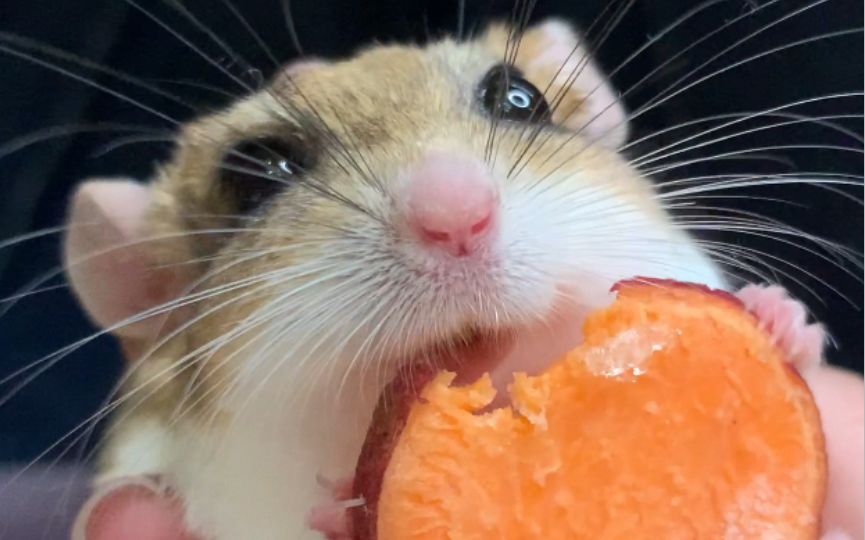 【通心粉鼠】感谢人类赐予我美味的地瓜