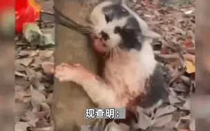 网传安徽一网红偷猫拍虐猫视频并在网上传播，警方通报：拘留