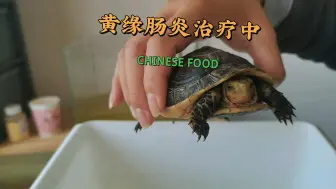 Скачать видео: 黄缘闭壳龟肠胃炎治疗中