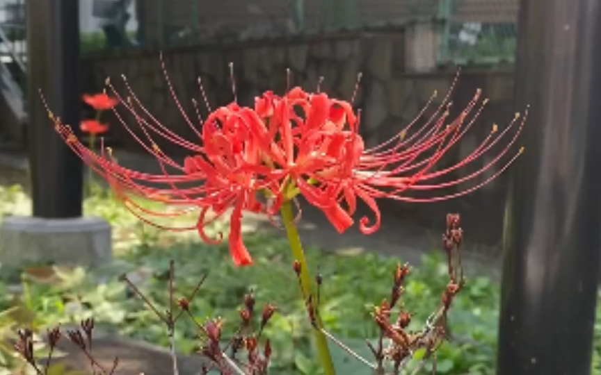 [图]秋 雨｜台 風｜曼 珠 沙 華