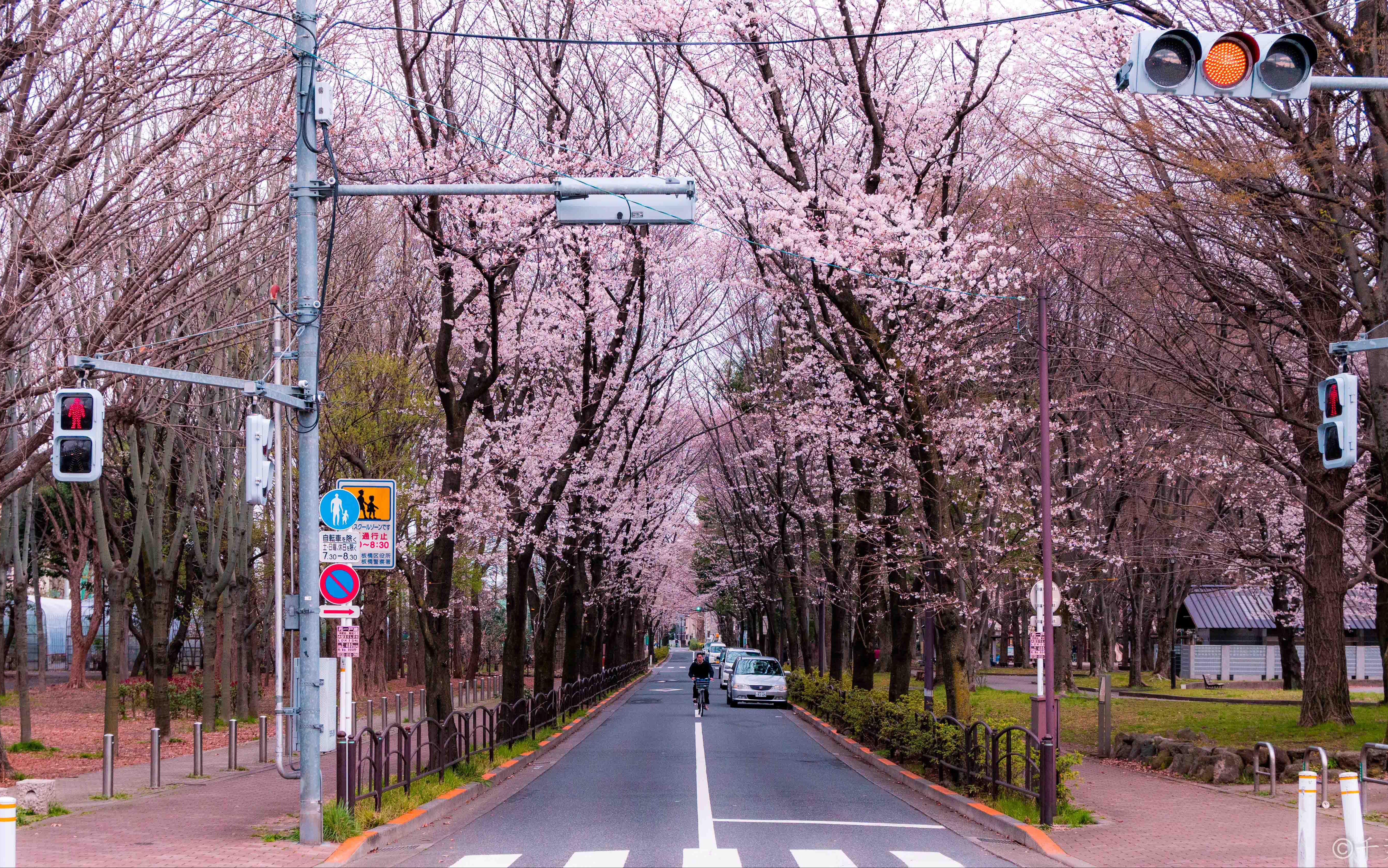 日本樱花街道高清图片