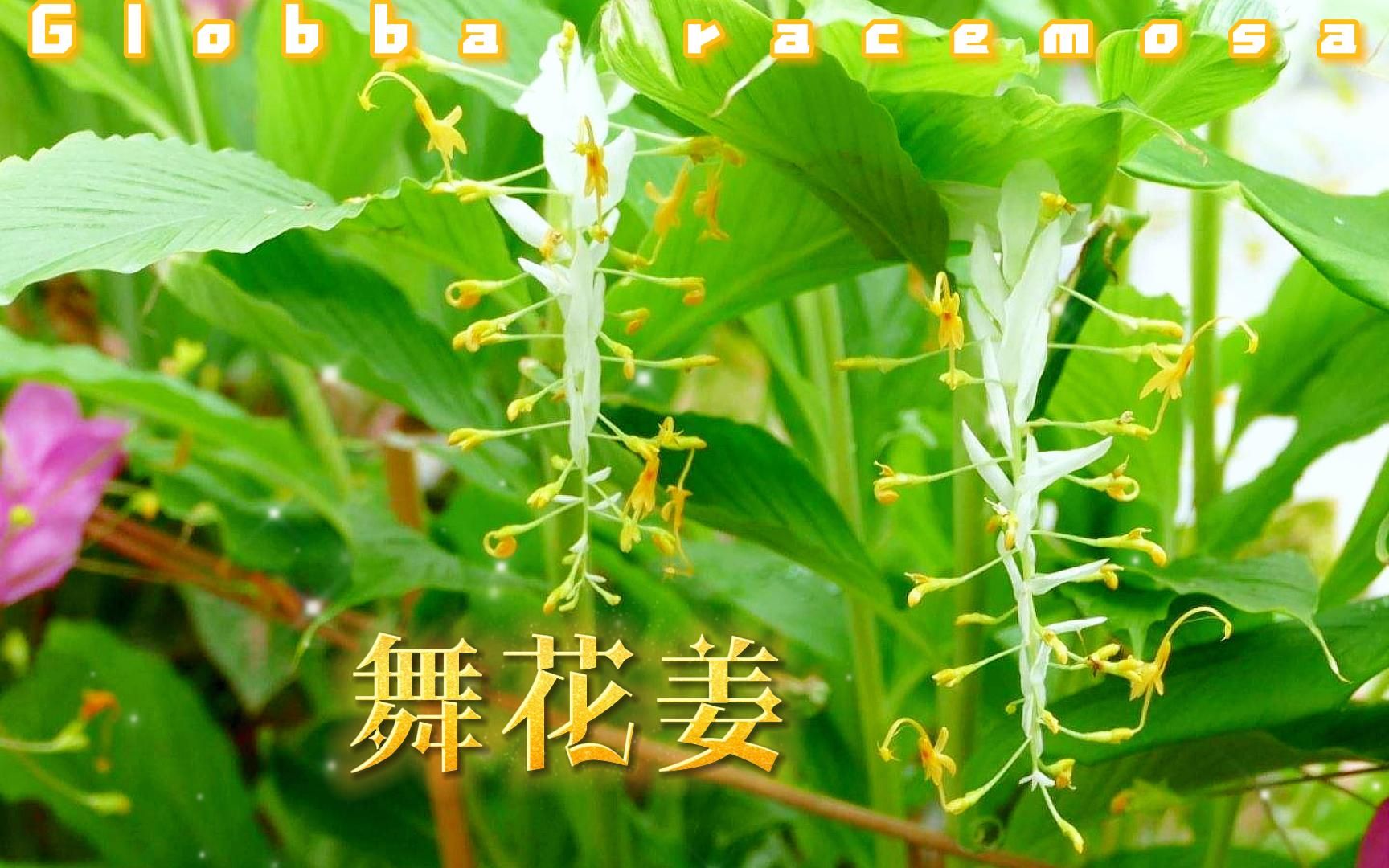 舞花姜:植物界的舞蹈家哔哩哔哩bilibili