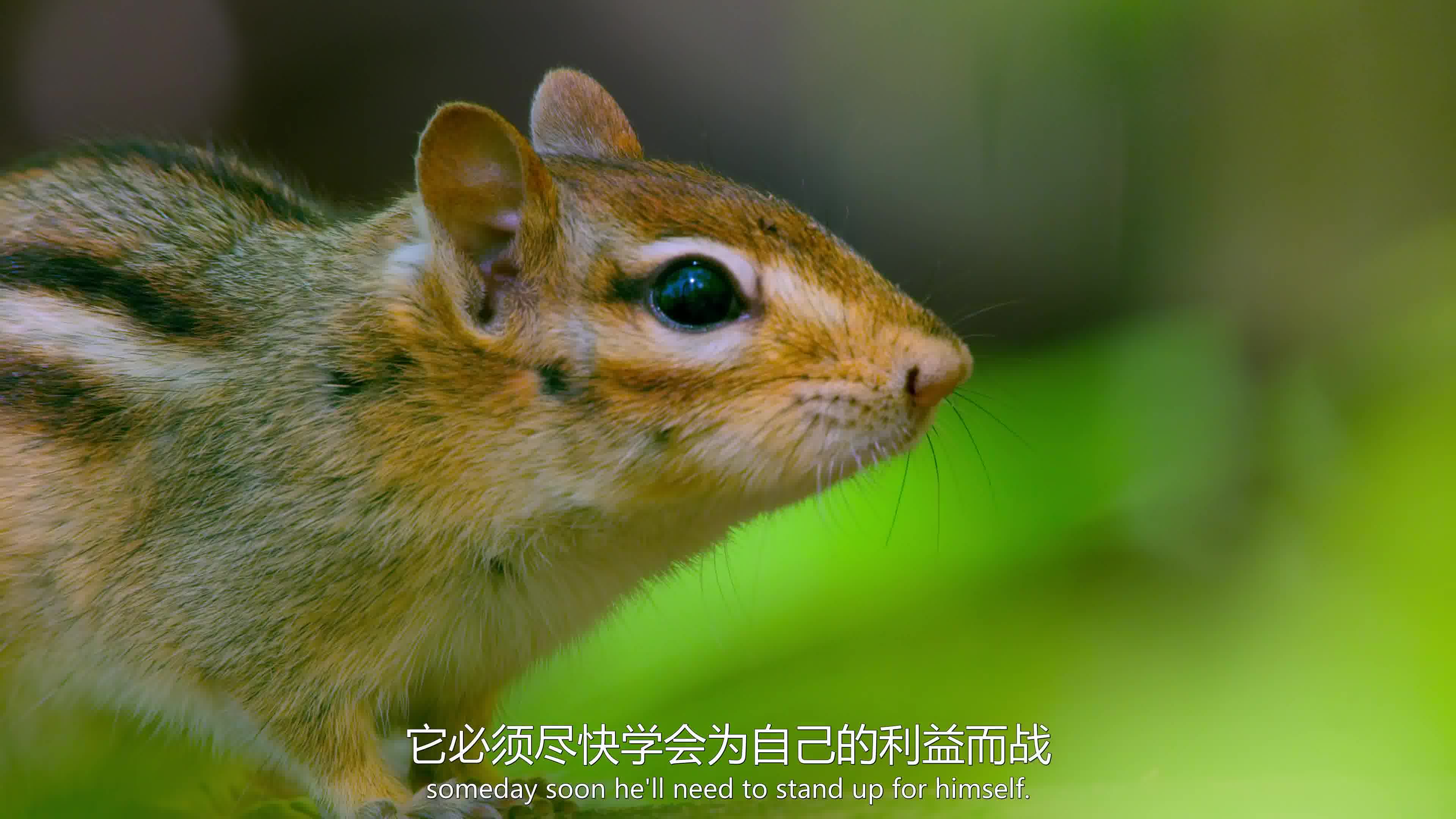 小小世界.tiny.world.s01e05.woodland.4k.