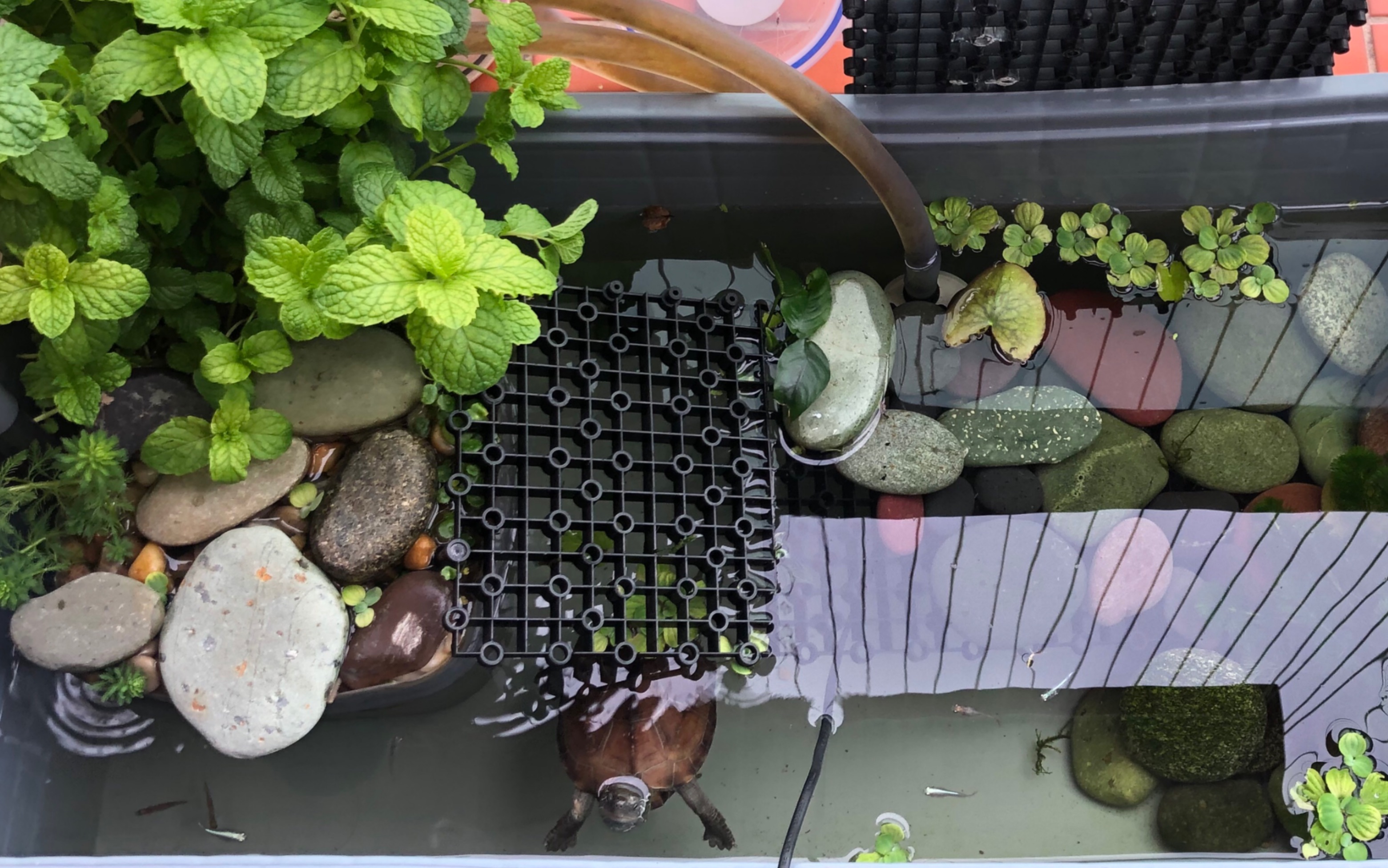 沼泽过滤仿生态龟缸_哔哩哔哩 (゜-゜)つロ 干杯~-bilibili