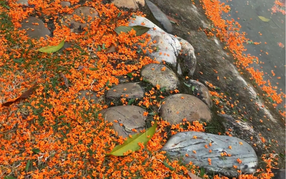 [图]桂花落满地