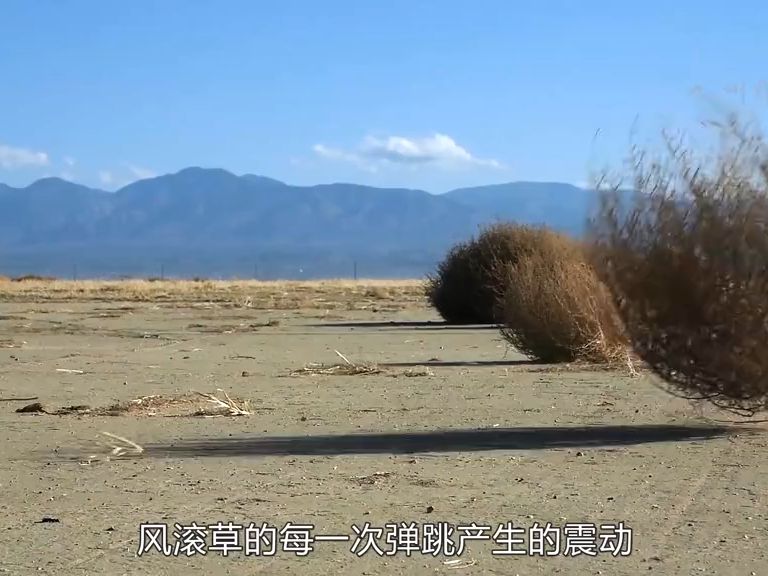 會行走的植物 — 風滾草