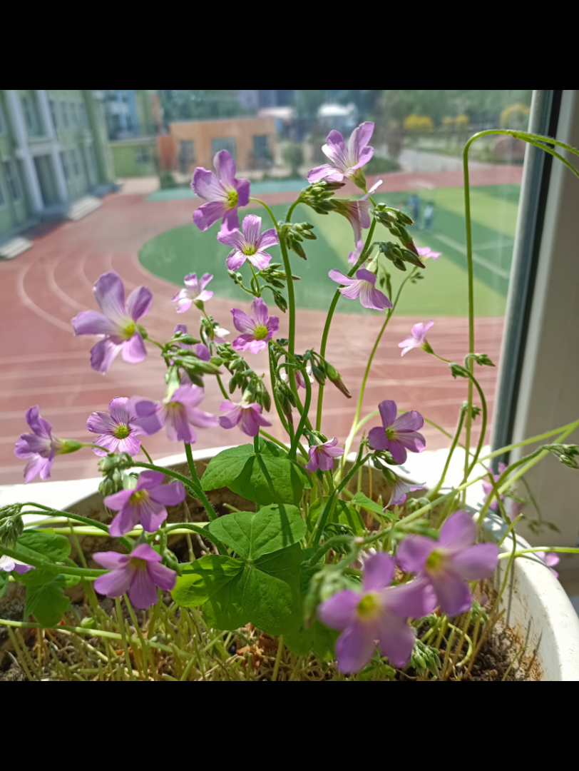 种草最值得盆栽的草本植物——红花酢浆草哔哩哔哩bilibili