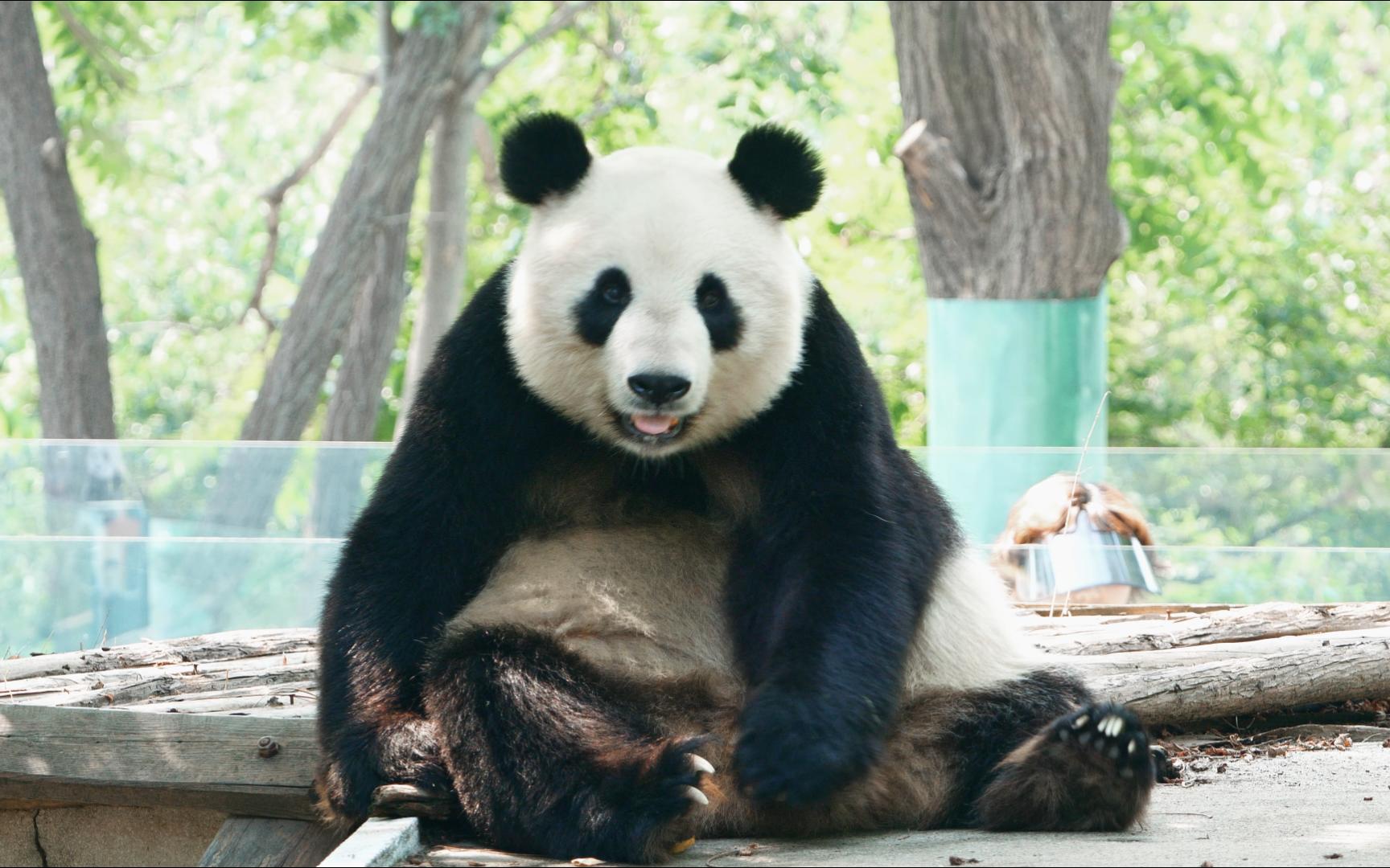 【大熊猫】优雅公主格格 坐在高台上静静地端详着镜头