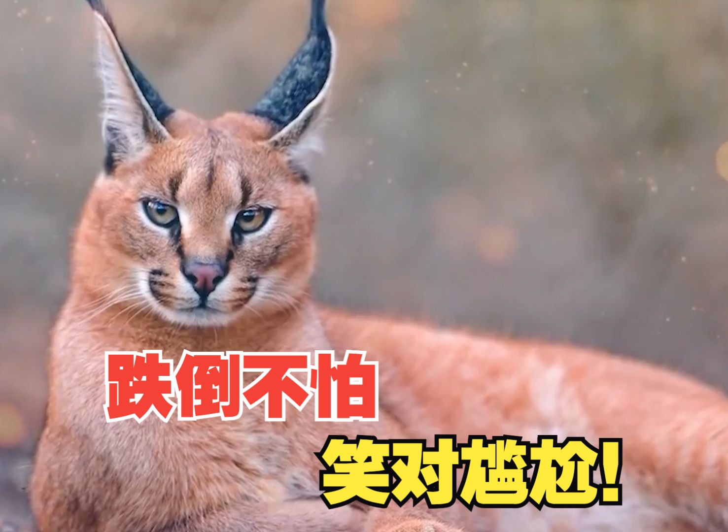 狞猫:跌倒不怕,笑对尴尬!