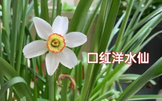 口红水仙 搜索结果 哔哩哔哩 Bilibili