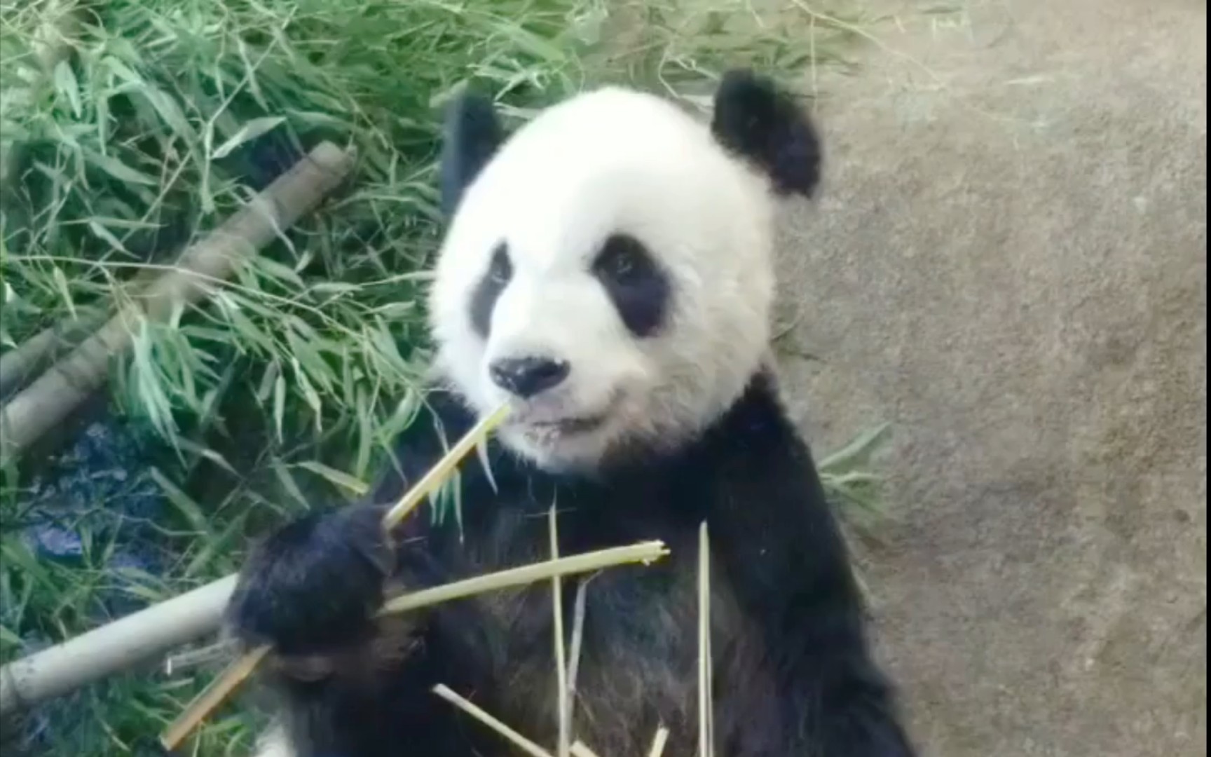 [旅美]大熊猫乐乐又在吃紫竹 紫竹黄酮含量高 口感好 好熊熊很爱吃 2022.07.01哔哩哔哩bilibili