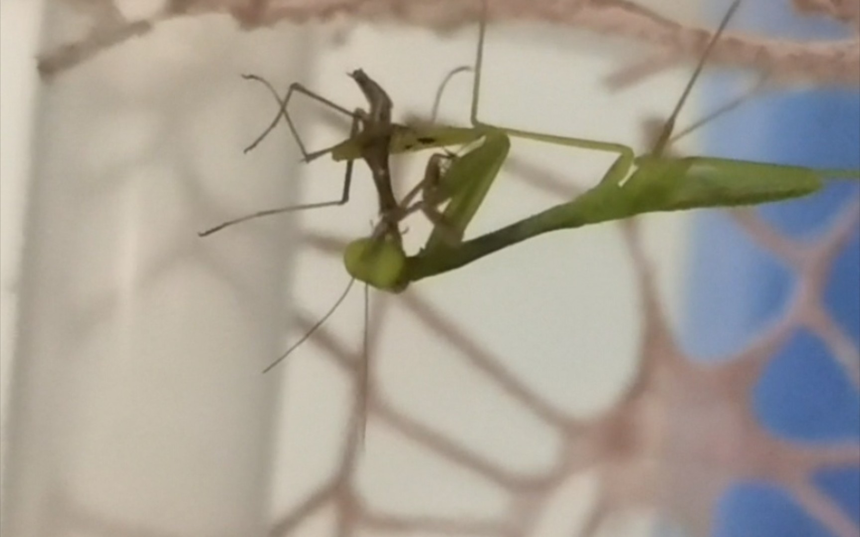 红爪丽斧螳捕食刚出生的华刀