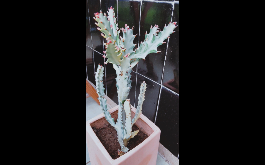 植物观察之白龙骨