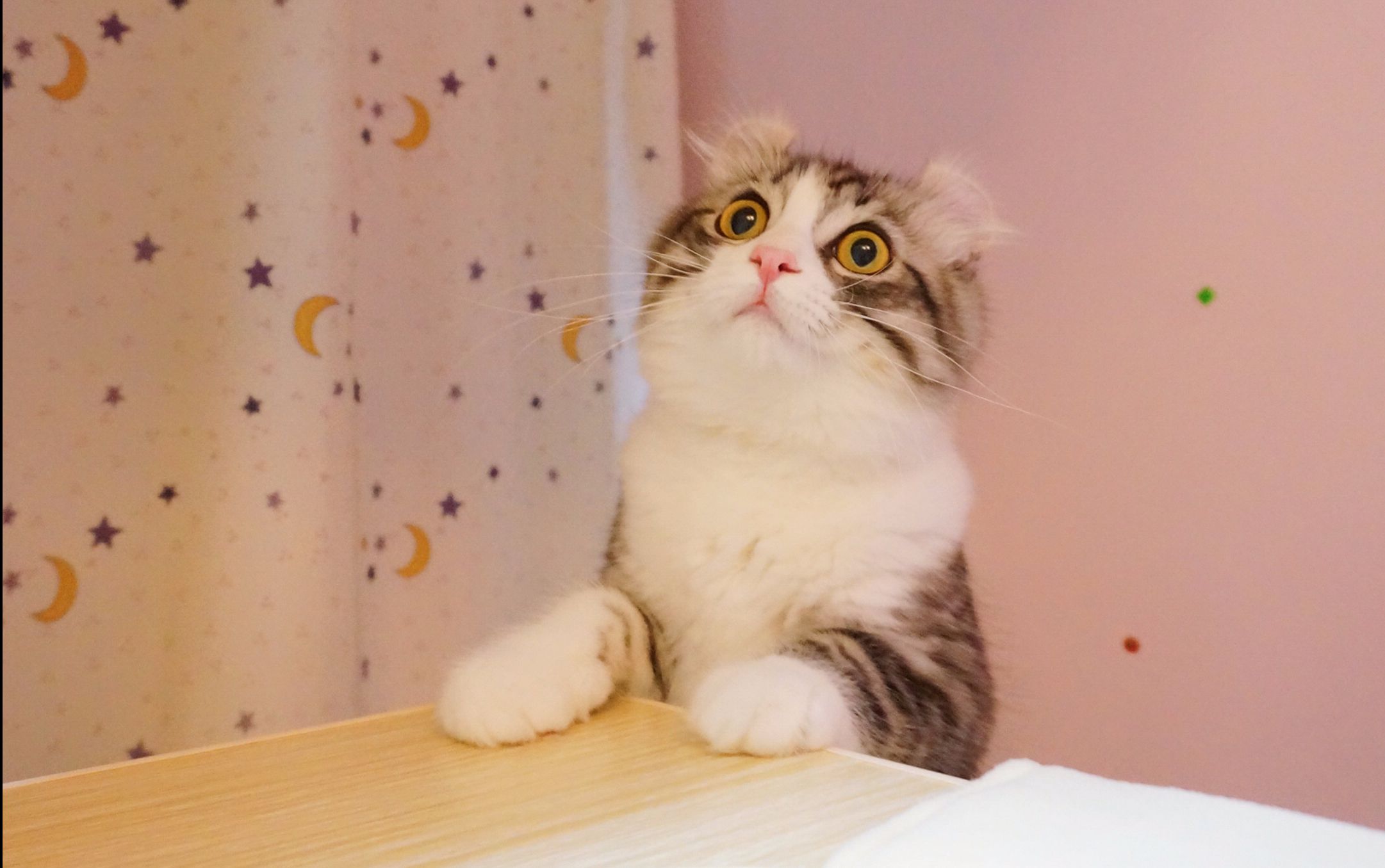 【安娜的喵】卷耳猫蛋卷弟弟新到家的第二天_哔哩哔哩 (゜-゜)つロ 干