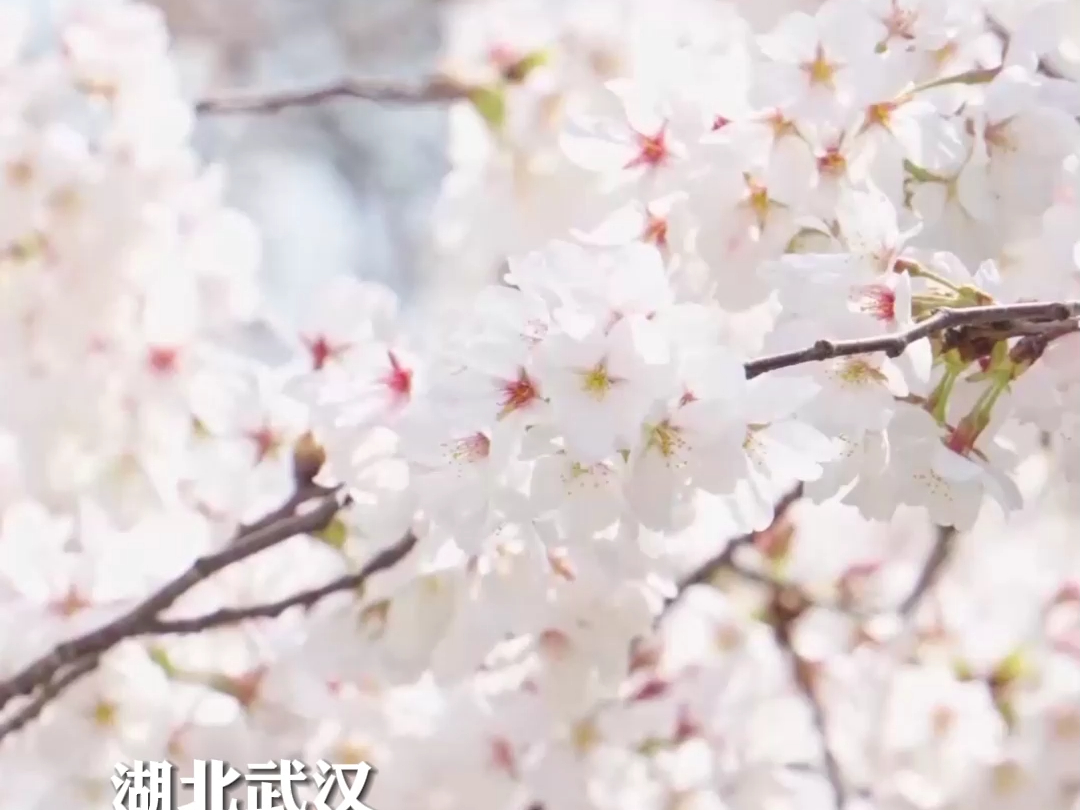 [图]【走进春天里的中国】芳菲四月 花开成海