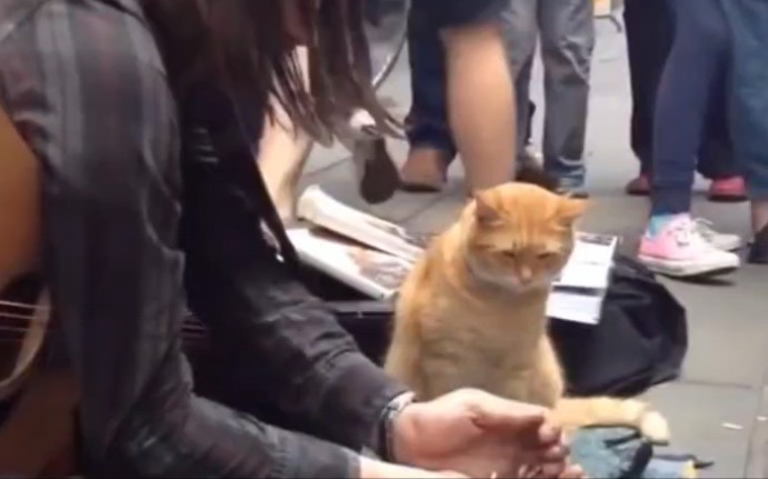 [图]流浪猫鲍勃在现实中