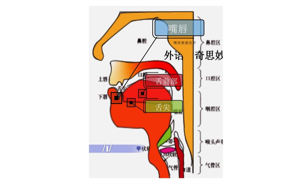2短元音01英语音标舌位结构图英语音标拼读英语音标怎么读英语入门