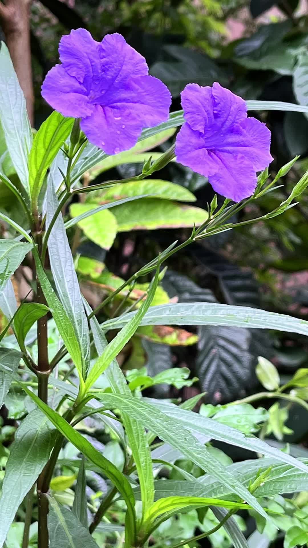 蓝花草种植繁殖图片