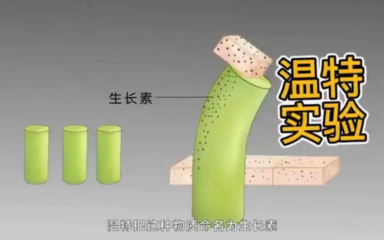 温特植物生长素实验图片