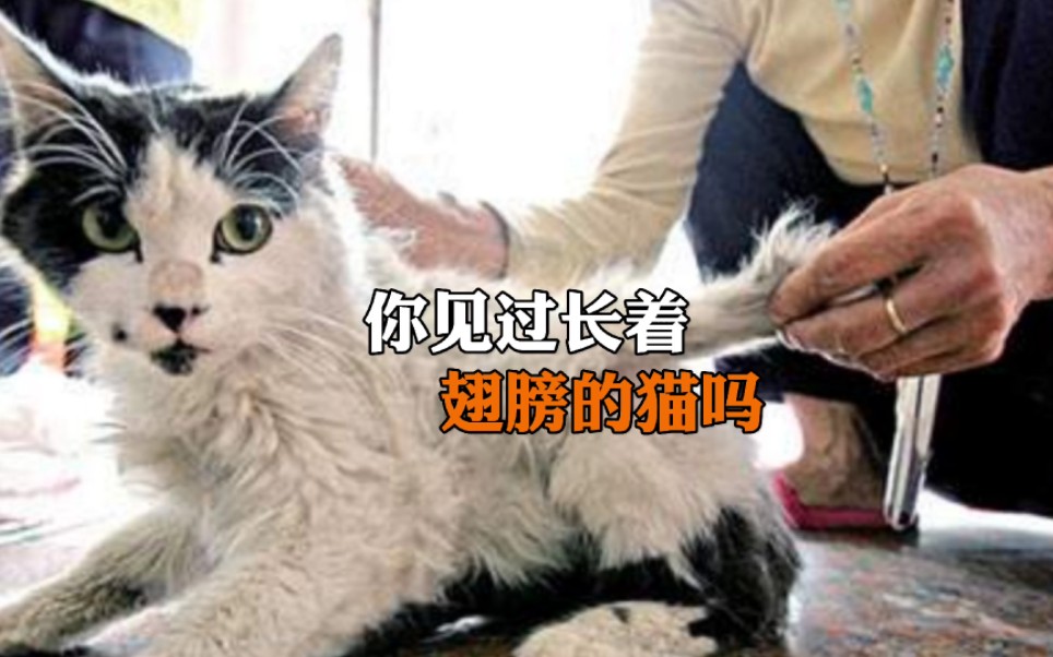 [图]你见过长着翅膀的猫吗