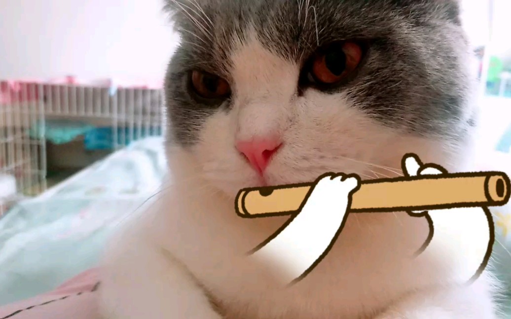 猫吹笛子,表情很深沉,很到位!