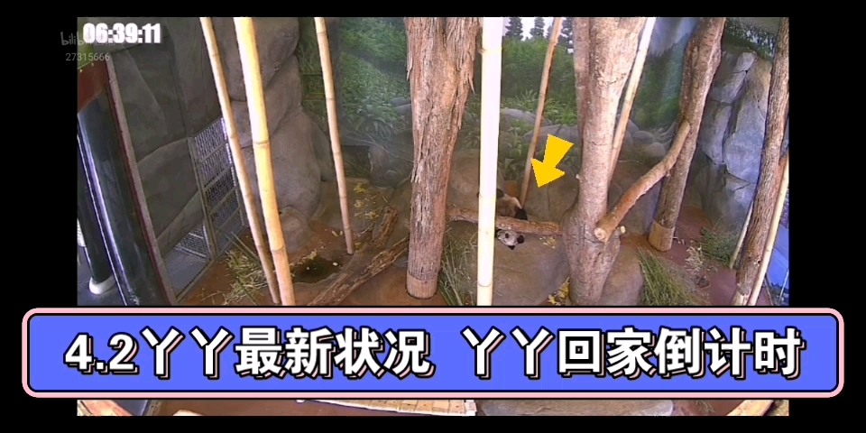 4.2丫丫最新状况 丫丫回家倒计时最后几天 大家保持热度坚持住 持续关注丫丫 守护丫丫平安回家 五点半过了丫丫还没下班 丫丫加油 我们等你回家哔哩哔哩...