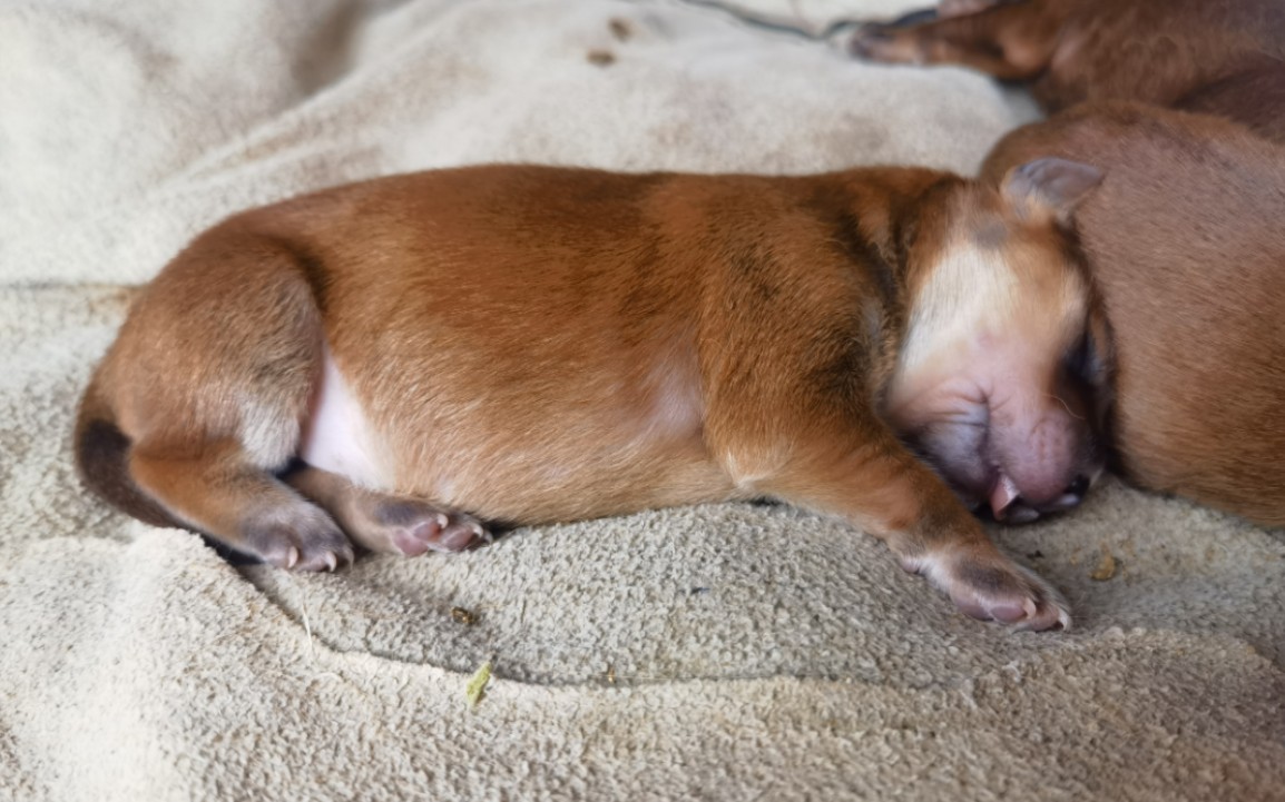 【中华田园犬】超级超级超级可爱的小奶狗