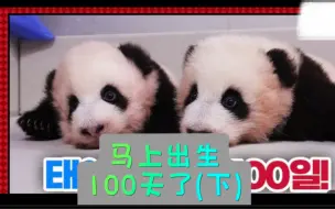 Video herunterladen: 【中字】231009全知爷爷视角143期.(下)黑暗中的福宝：“what’s up？爷爷？”和抖动着嘴巴来回复姜宝的乐宝