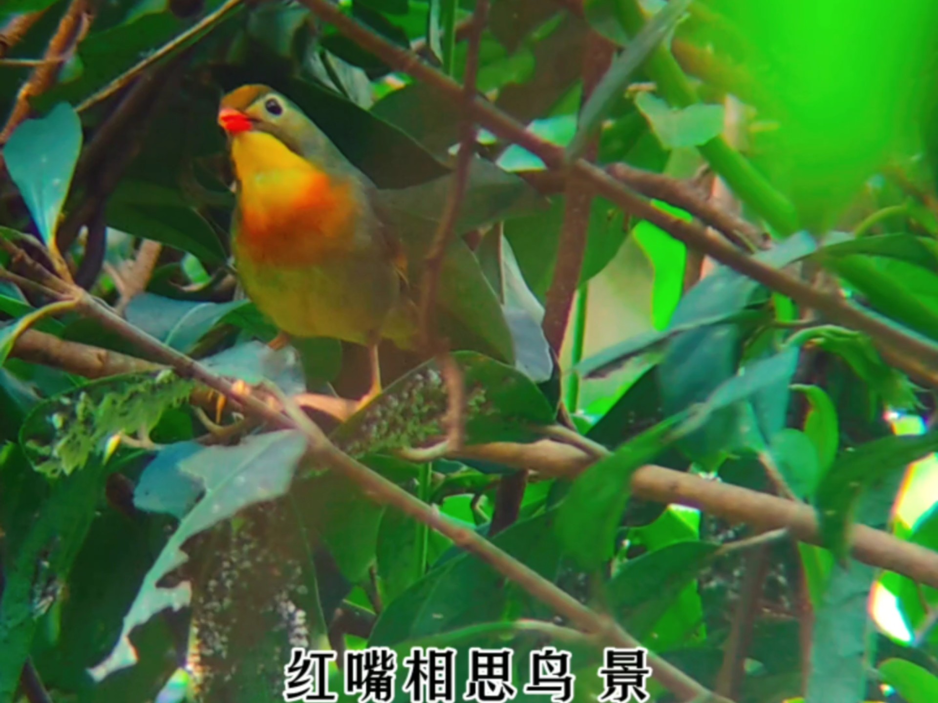 梧桐山上林中的二保动物红嘴小鸟红嘴相思鸟