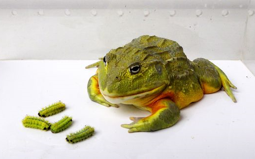 农村洋辣子俗称绿刺蛾大战牛蛙,结果会是如何呢