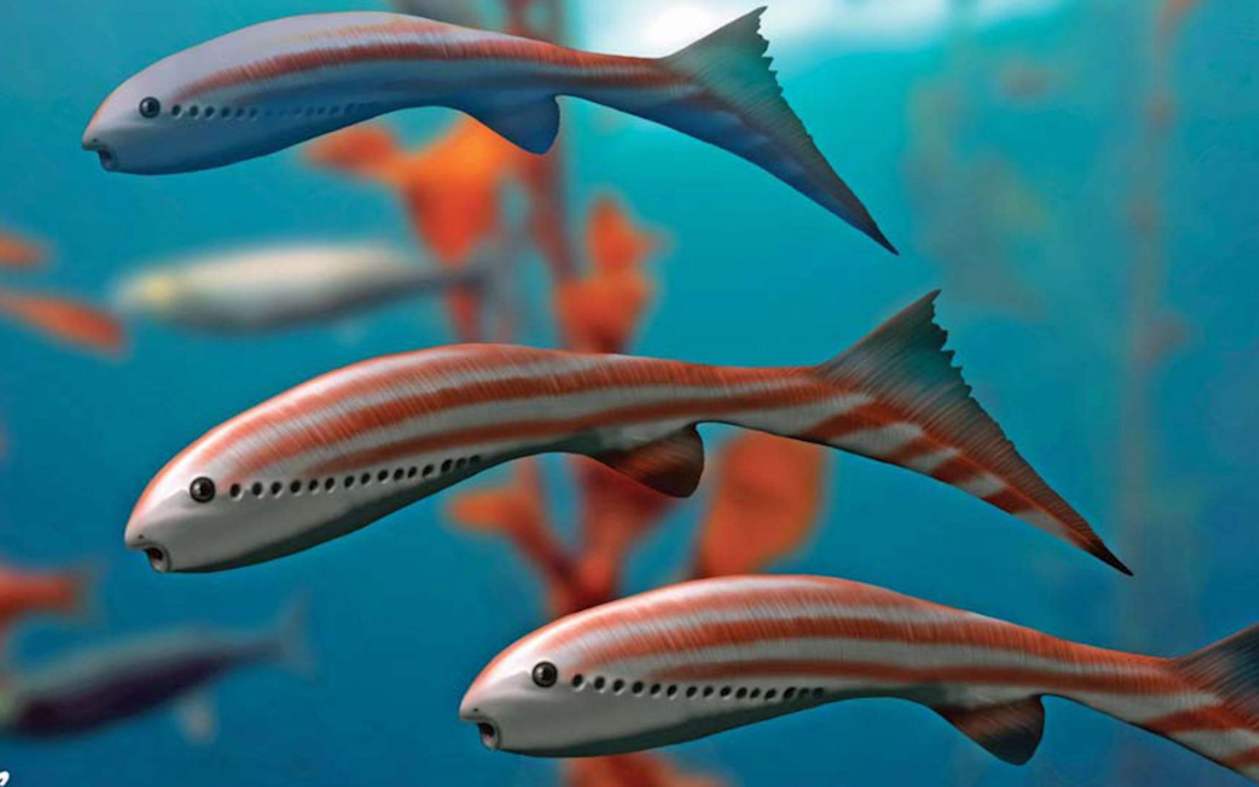 5亿年的奠基甲胄鱼类王朝的边缘势力缺甲鱼篇