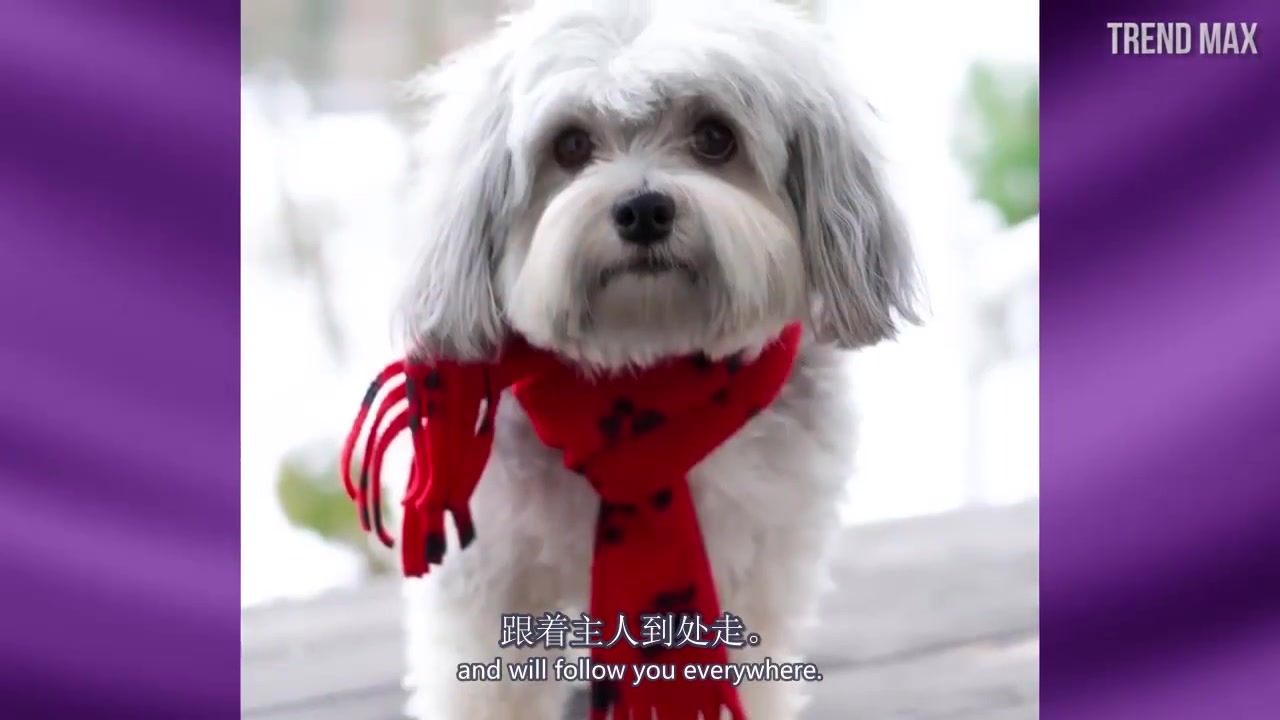 【哈威那犬Havanese dog】萌萌的小狗狗喊你来学英语啦哔哩哔哩bilibili