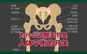 下载视频: 人体平衡包含骨骼的正位和内脏器官的健康，为什么髋关节能调整人体平衡，改善亚健康，甚至对疾病也有帮助？