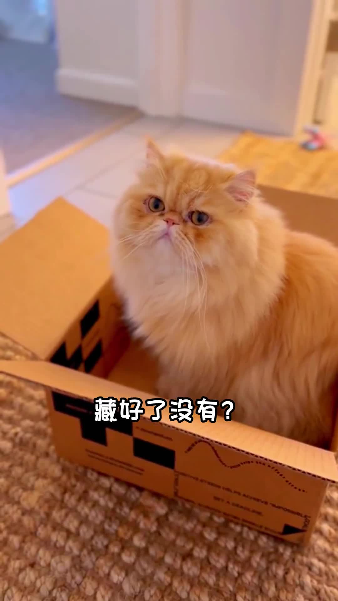 [图]养猫千日用猫一时，快一起躲猫猫，你家小宝贝也爱躲纸箱里面吗？