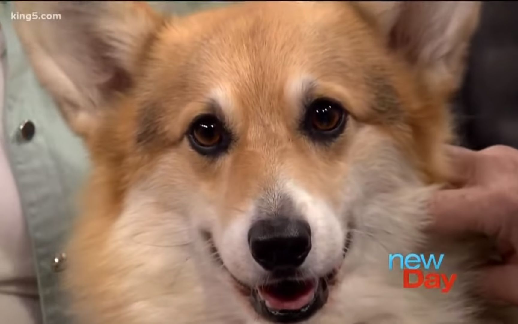 柯基- 伊丽莎白女王最喜欢的狗