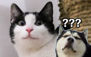 【养猫少女】领养了只像哈士奇的猫！弄哭了女主人，她经历了什么...