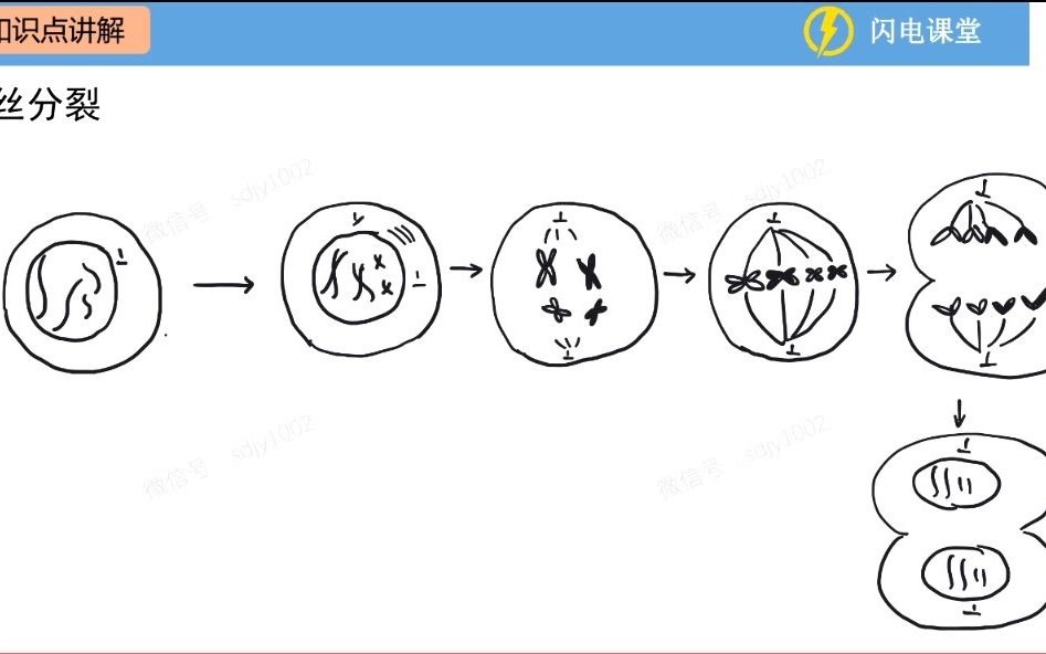 有丝分裂的常见图像分析哔哩哔哩bilibili