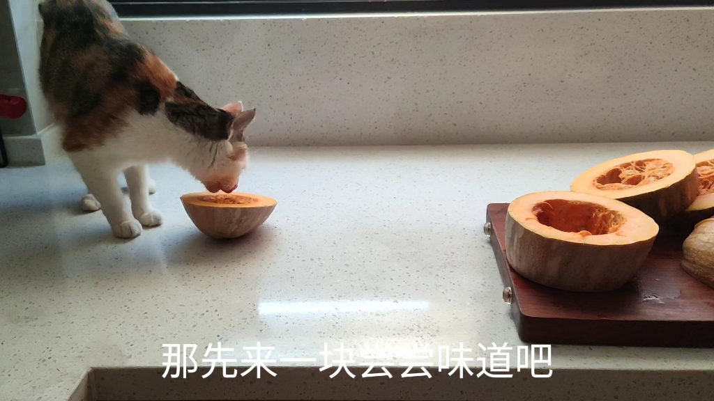 我猫是真的喜欢吃南瓜哔哩哔哩bilibili