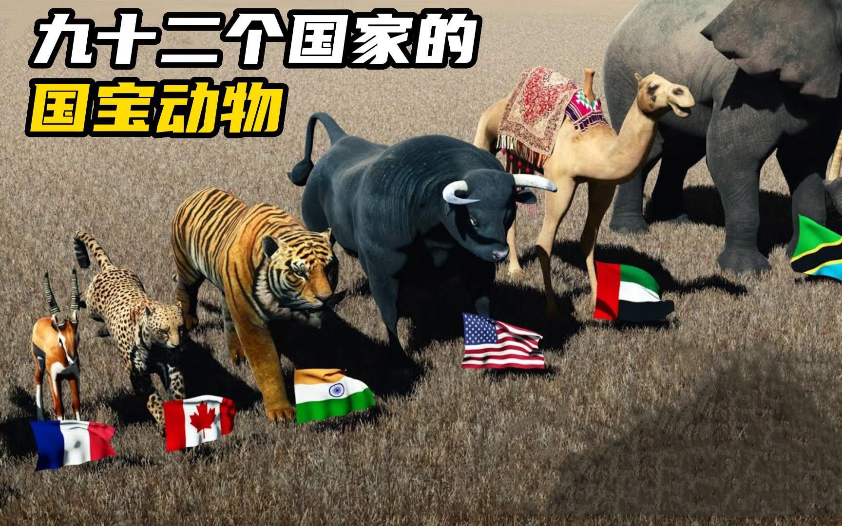 九十二个国家的国宝动物!