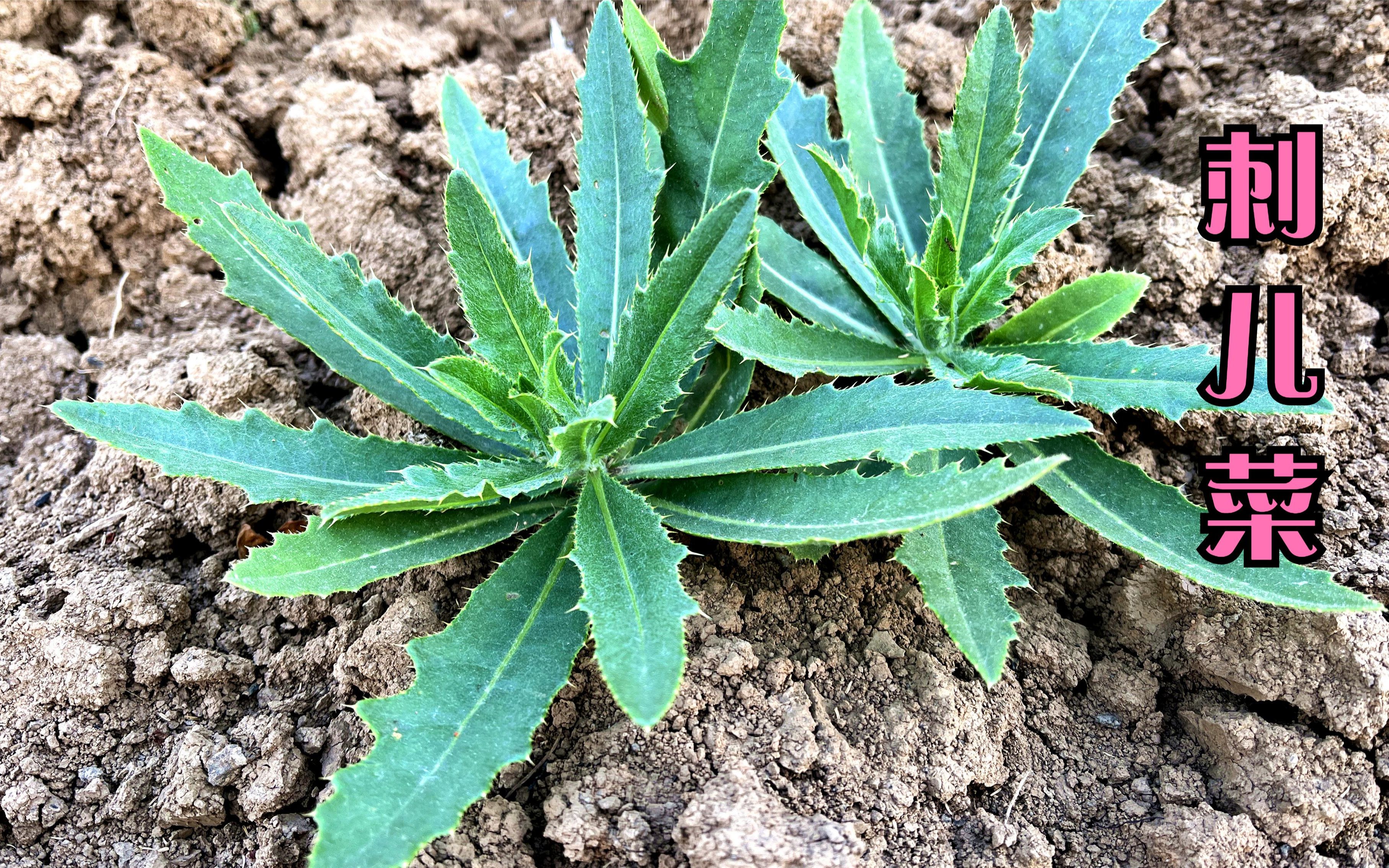 刺儿菜也叫七七芽,田间优质野菜,了解它的价值与好处,涨知识