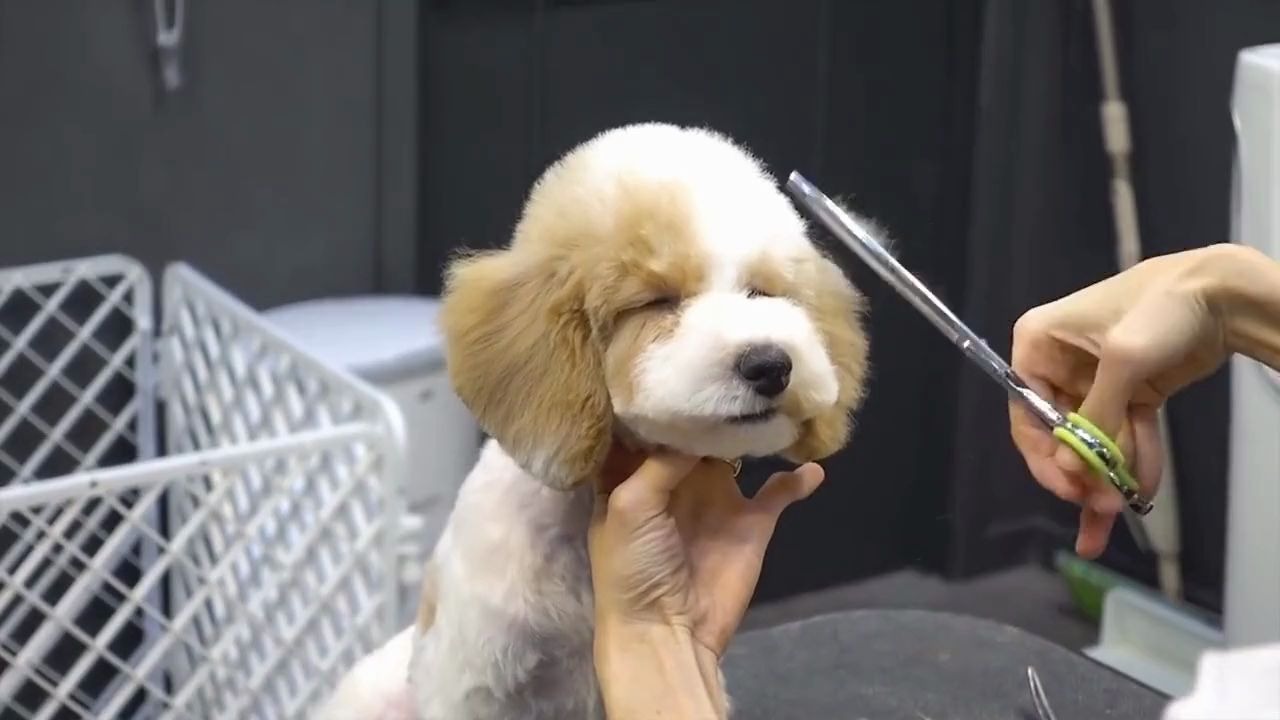 贵宾犬第一次去宠物店理发,简直太乖了!