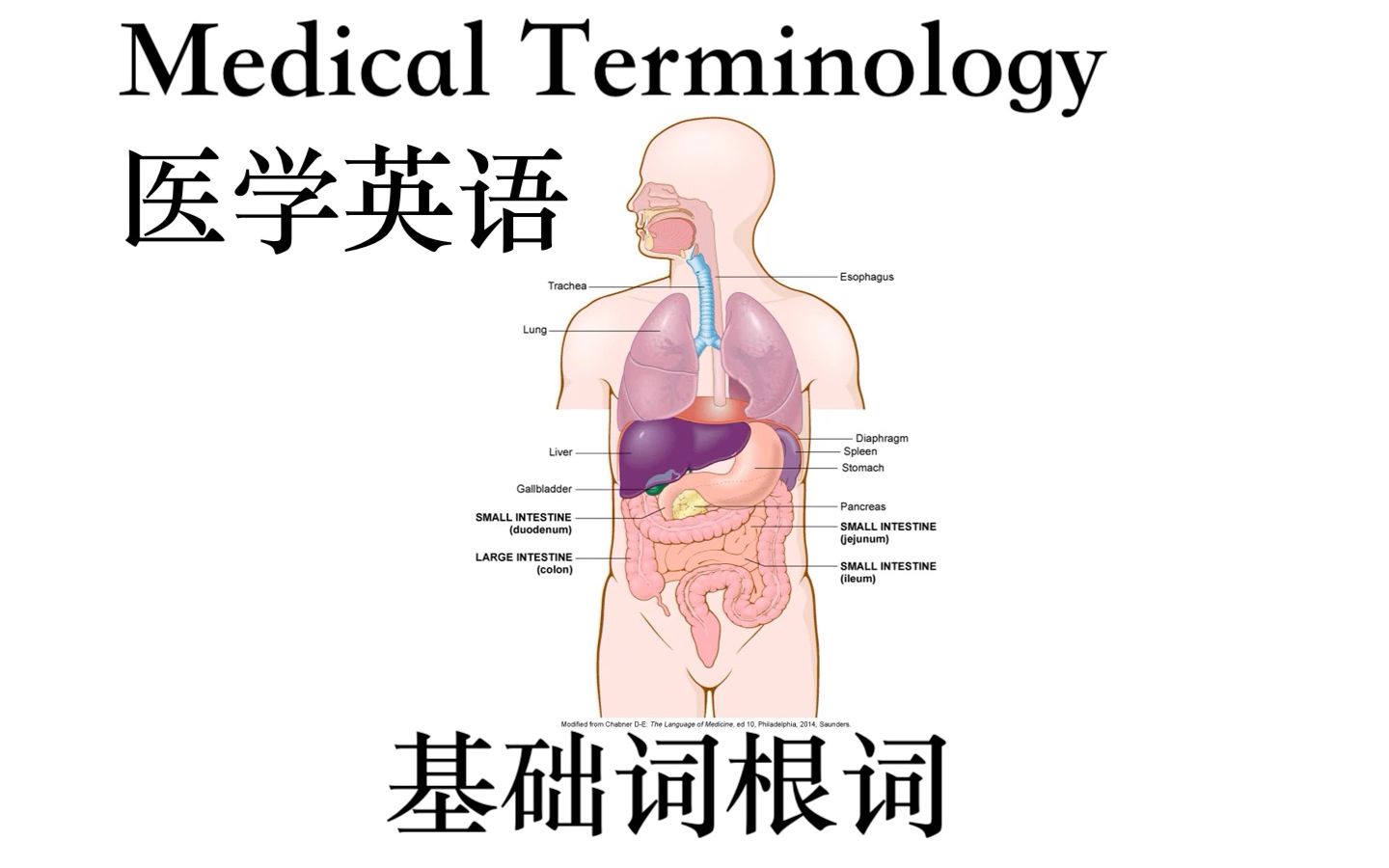 Medical Terminology 医学英语  基础词根词缀哔哩哔哩bilibili