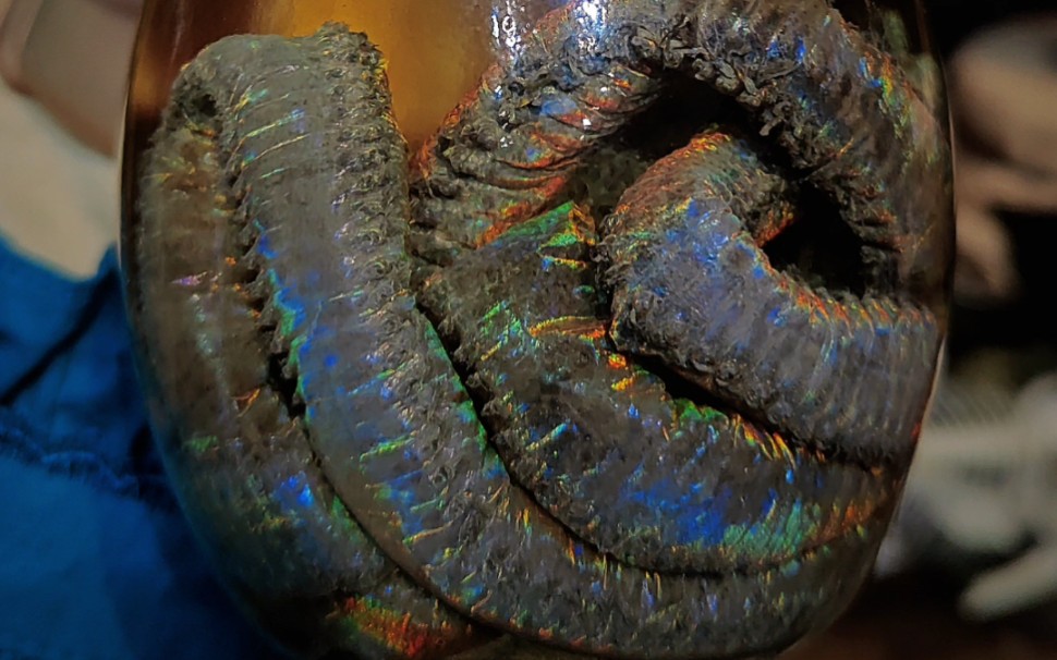 矶沙蚕palolo worm浸制标本