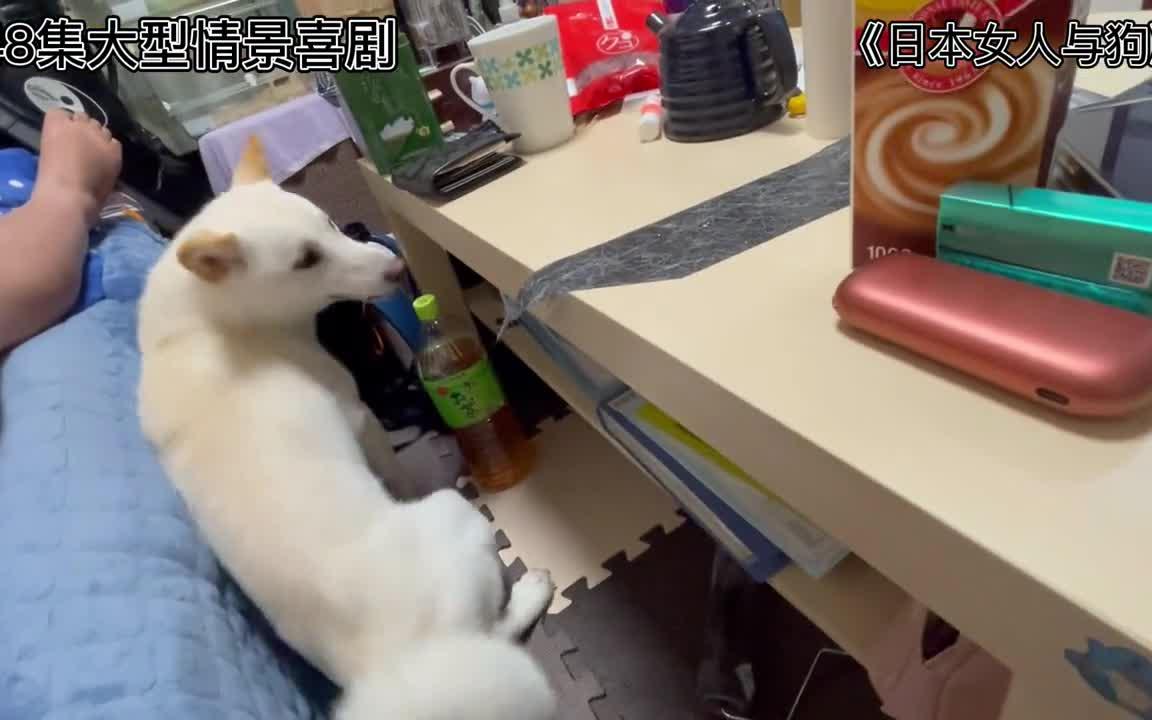 日本女人与狗 养柴犬的你 还好吗?哔哩哔哩bilibili