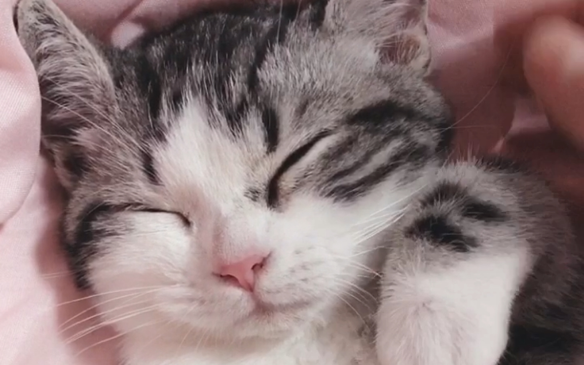 起司猫毛球球爱睡觉