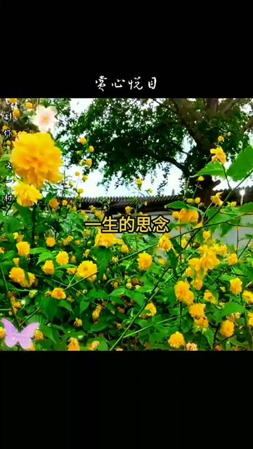 《一生的思念》