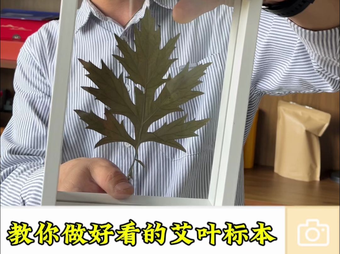 厂长教你做好看的艾叶标本