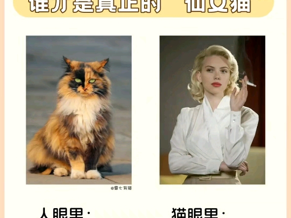 猫界审美|谁才是真正的“仙女猫”?你眼中的漂亮猫可能不是猫眼中的漂亮猫,而是丑八怪喔...布偶猫就是其中之一欢迎在评论区晒出你家小猫咪~哔哩哔哩...