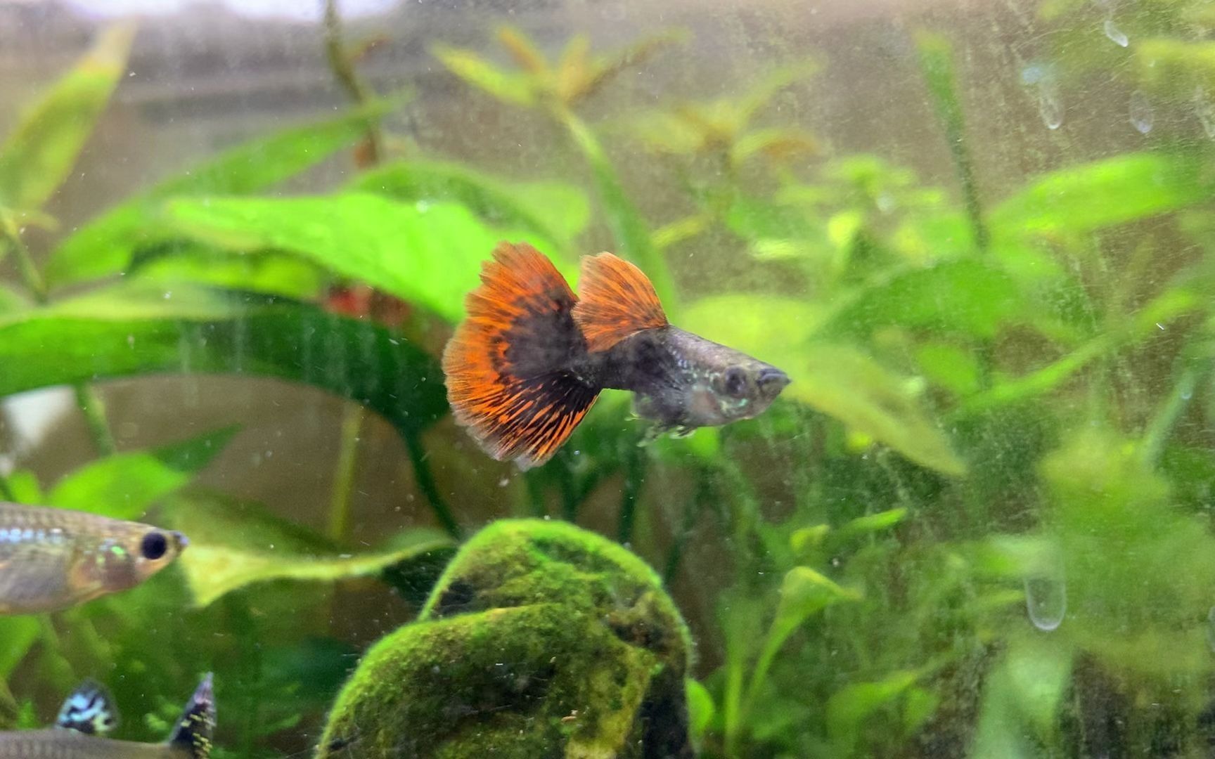 草缸里的孔雀鱼